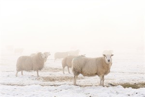 Schapen in de mist in de Polder Berkenwoude