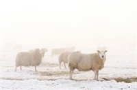 Schapen in de mist in de Polder Berkenwoude