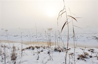 Mist in de Polder Berkenwoude