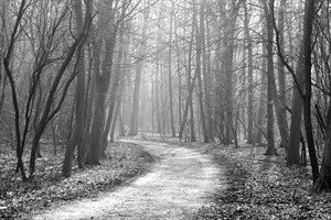 Het Staelduinse Bos in de mist