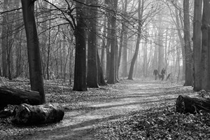 Wandelpaden slingeren door het Staelduinse Bos