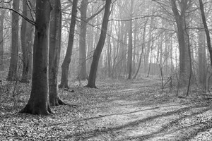 Wandelaars in het Staelduinse Bos