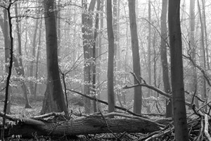 Het wirwar van het Staelduinse Bos in de mist