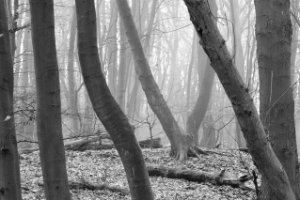 Het Staelduinse Bos in de mist is een ander plaatje