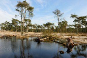 Fraaie uitzicht in het Kalmthoutse Heide