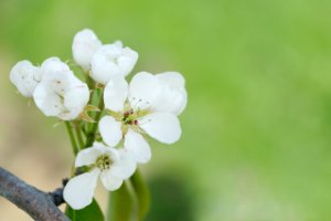 Bloesem van appelbomen