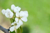 Bloesem van appelbomen, Sint-Truiden