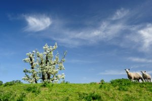 Appelsdijk te Geldermalsen - bloesem en lammetjes, het is lente!