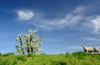 Appelsdijk te Geldermalsen - bloesem en lammetjes, het is lente!, De Betuwe