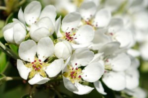 De peren staan volop in bloei - Appelsdijk te Geldermalsen