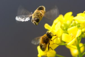 Bij die zich uitleven op nektar van de lente bloemen.