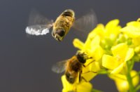 Bij die zich uitleven op nektar van de lente bloemen.