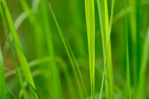 Groene energie van de lente!