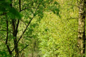 Geheimzinnige wandelpaden...