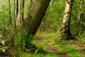 Wandelpaden slingeren door het natuurgebied Stolwijkse Boezem