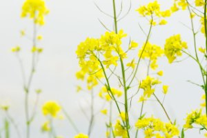 Dankzij de warme dagen is volop bloemen 