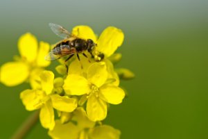 Bezige bij op zoek naar nektar