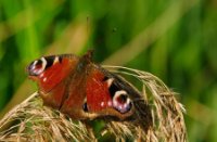 Dagpauwoog na veel geduld..., Nationaal Park De Biesbosch, Dagpauwoog