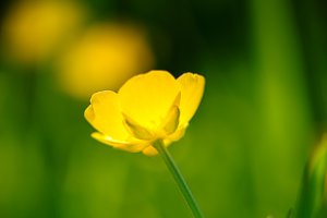 Egelboterbloem in de lente