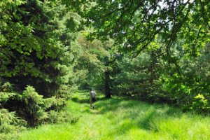 Grazige wandelpaden in Landgoed De Utrecht