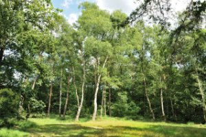 Wandelpaden slingeren door Landgoed De Utrecht