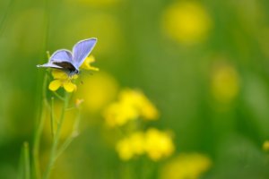 Icarusblauwtje in het natuurgebied Nieuw Wulven