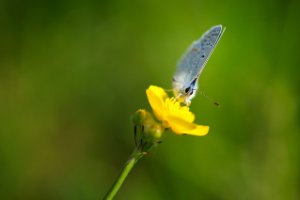 Icarusblauwtje op een dotterbloem