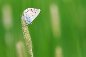 Icarusblauwtje op een grote vossestaart