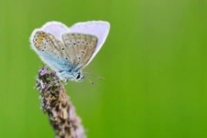 tweede kans Icarusblauwtje op een grote vossestaart