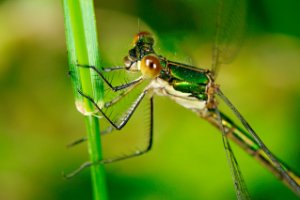 Libellen in de duinen van Voorne