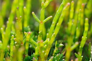 Langarige Zeekraal in het natuurgebied Kwade Hoek