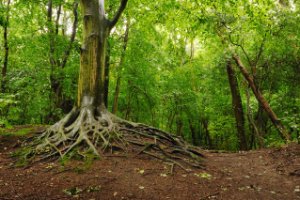 Oude boom in het Staelduinse Bos