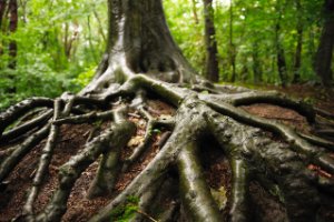 De imposante wortels van een oude boom