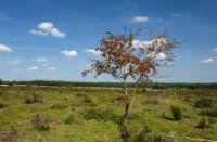 Door kijkjes langs een alleenstaande boom, Ermelosche Heide