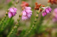 Dopheide in natte gedeelte van het Erme, Ermelosche Heide