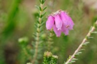 Dopheide is in bloei in de maanden augustus en september, Ermelosche Heide