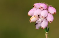 Zoete stuifmeel van dopheide is trekpleister voor insecten, Ermelosche Heide