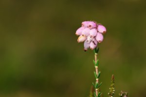 Dopheide en struikheide wisselen af in het Ermelosche Heide