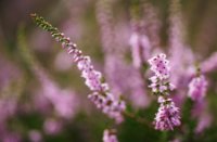 Struikheide is ook fotogeniek met een macro lens, Ermelosche Heide