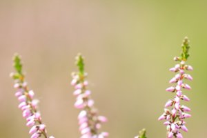 Struikheide groeien tot in de horizon in het Ermelosche Heide