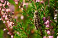 Naast vele bijen zijn er ook krekels en sprinkhanen., Rucphense Bossen