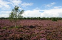 Heideveld in bloei van in de Rucphense Bossen, Rucphense Bossen