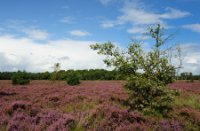 Heideveld in bloei van in de Rucphense Bossen, Rucphense Bossen