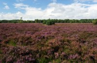 Uitegestrekte heideveld in bloei, Rucphense Bossen