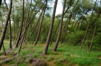 Schuine dennen langs de heideveld door de wind, Rucphense Bossen