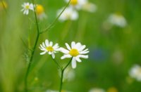 Opendvelden met madeliefjes en andere bloemen, Rucphense Bossen