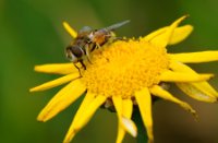 Bijen zoeken nectar in de openvelden met bloemen, Rucphense Bossen, Blinde Bij