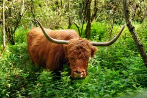 Schotse Hooglander op het Eiland van Brienenoord