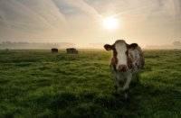 Nieuwsgeriege koe in een polder naast de Zouwebezoem, De Zouweboezem