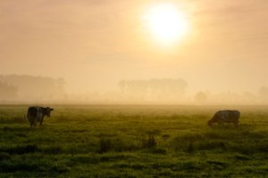 Uitzicht op de polder Kikker naast de Zouweboezem